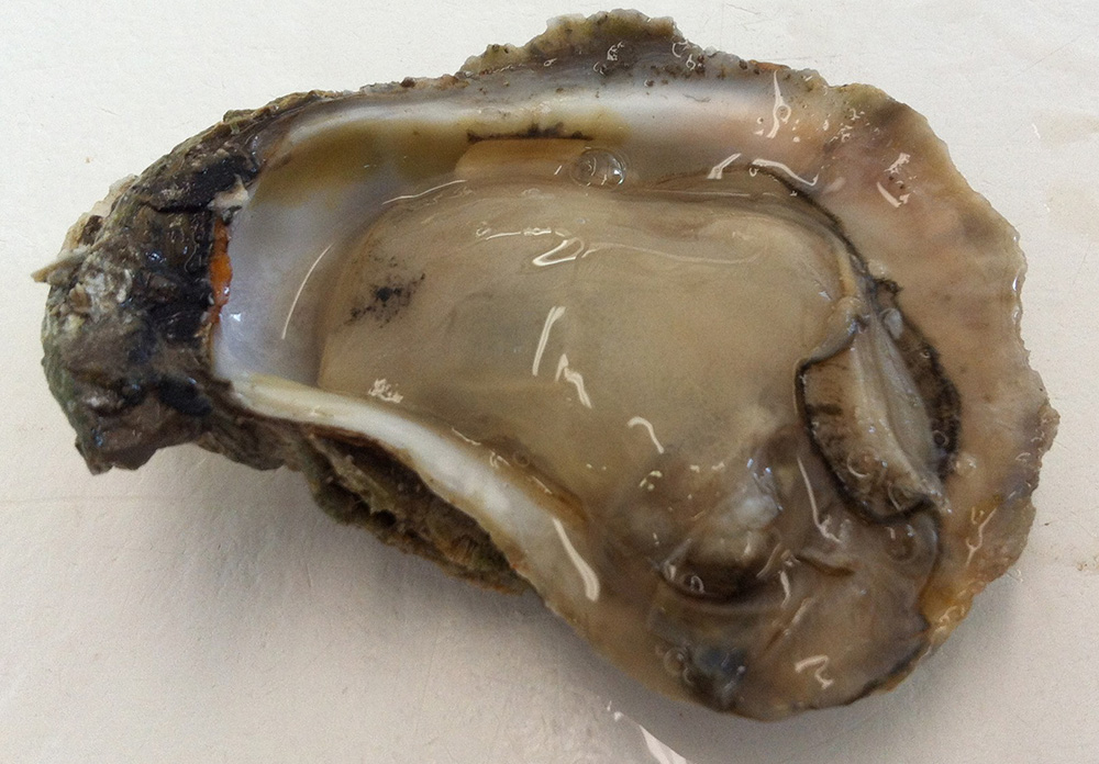 Seafood Photos from Shellys Seafood and Fish Market Homosassa